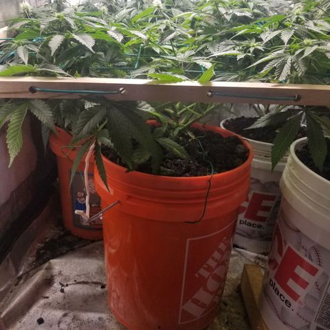 SMO3 growlog photo: FEMALE