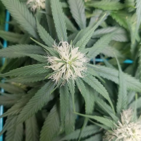 Unknown 1 growlog timeline photo