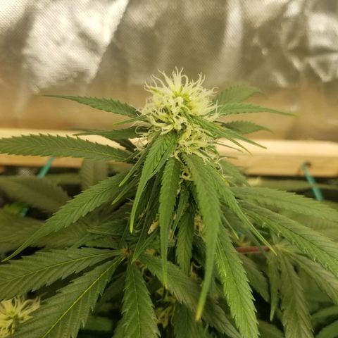 Unknown 1 growlog timeline photo
