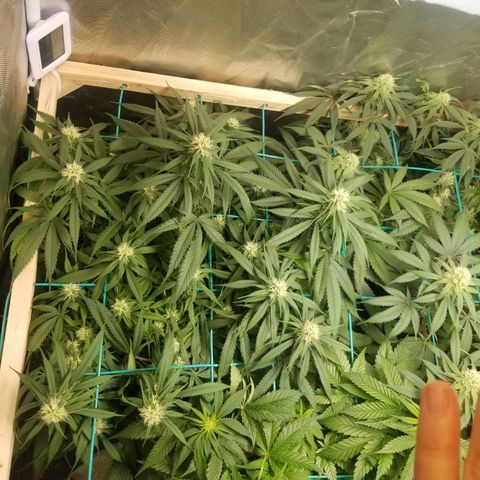 Unknown 1 growlog timeline photo