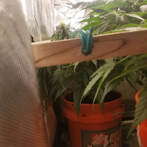 Unknown 1 growlog timeline photo
