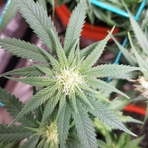 SMO3 growlog photo: fungus gnat explosion, vacuumed those bitches up. Still have a shit load.