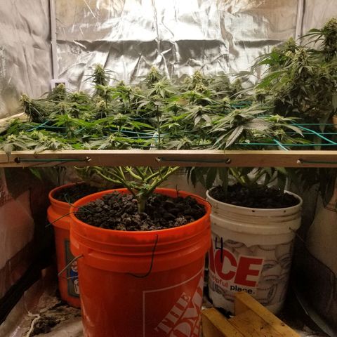 SMO3 growlog photo: fungus gnat explosion, vacuumed those bitches up. Still have a shit load.