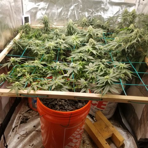 SMO3 growlog photo: fungus gnat explosion, vacuumed those bitches up. Still have a shit load.