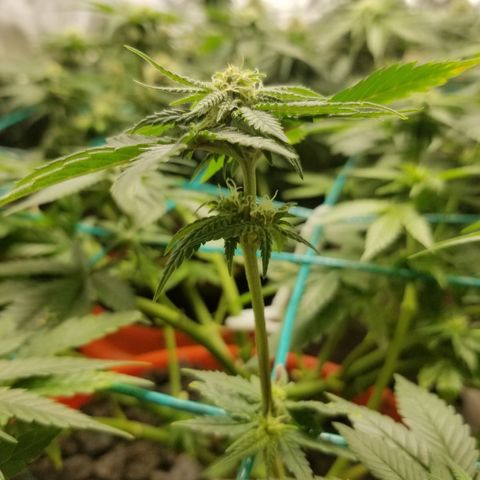 SMO3 growlog photo: fungus gnat explosion, vacuumed those bitches up. Still have a shit load.