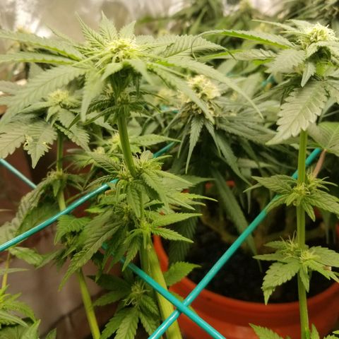 SMO3 growlog photo: fungus gnat explosion, vacuumed those bitches up. Still have a shit load.