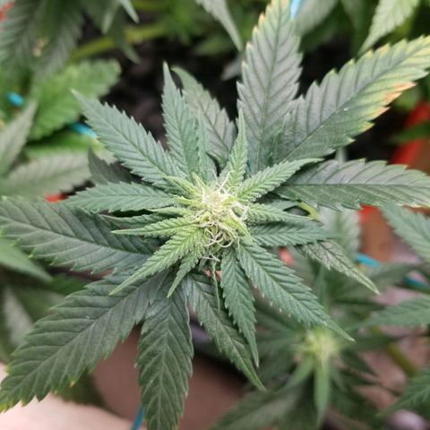 SMO3 growlog photo: fungus gnat explosion, vacuumed those bitches up. Still have a shit load.