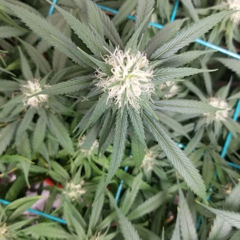 Unknown 1 growlog photo: vacuumed those bitches up. Still have a shit load.
