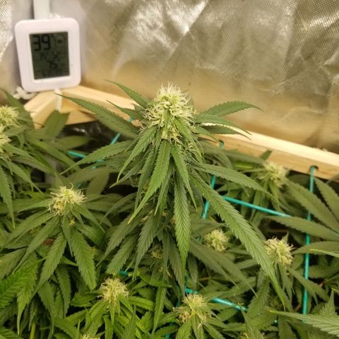 Unknown 1 growlog photo: vacuumed those bitches up. Still have a shit load.