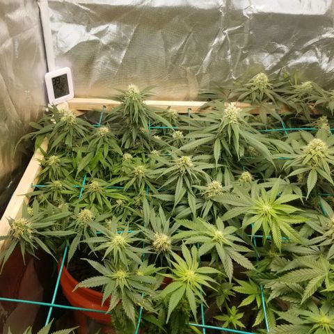 Unknown 1 growlog photo: vacuumed those bitches up. Still have a shit load.