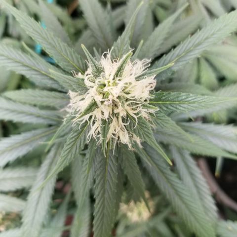 Unknown 1 growlog photo: vacuumed those bitches up. Still have a shit load.