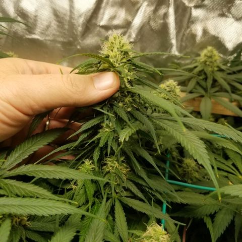 Unknown 1 growlog photo: vacuumed those bitches up. Still have a shit load.