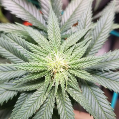 SMO3 growlog photo: neem oil and sticky traps working