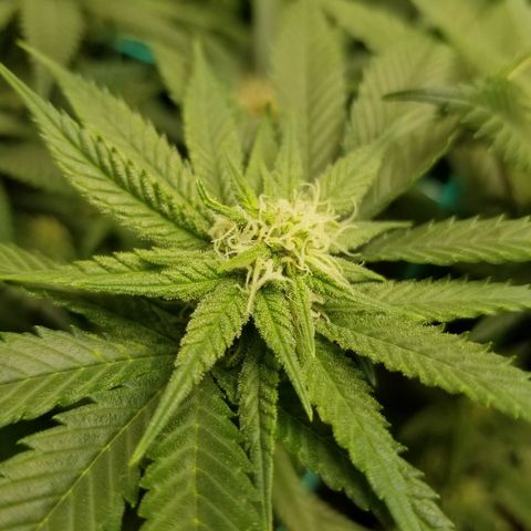 SMO3 growlog photo: neem oil and sticky traps working