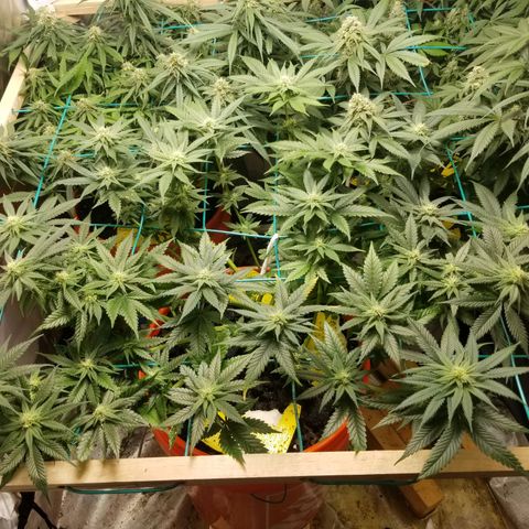 SMO3 growlog photo: neem oil and sticky traps working