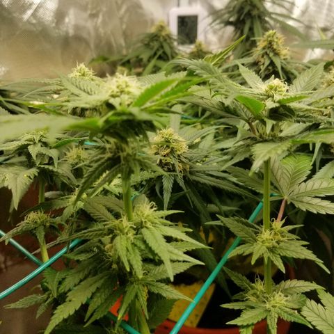 SMO3 growlog photo: neem oil and sticky traps working