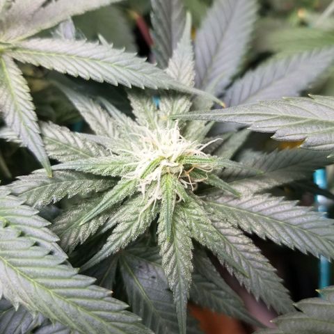 SMO3 growlog photo: neem oil and sticky traps working