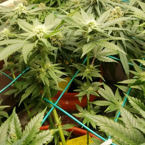 SMO3 growlog photo: neem oil and sticky traps working