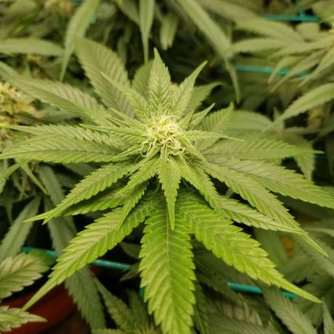 SMO3 growlog photo: neem oil and sticky traps working