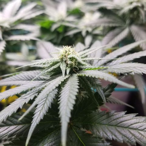 SMO3 growlog photo: neem oil and sticky traps working