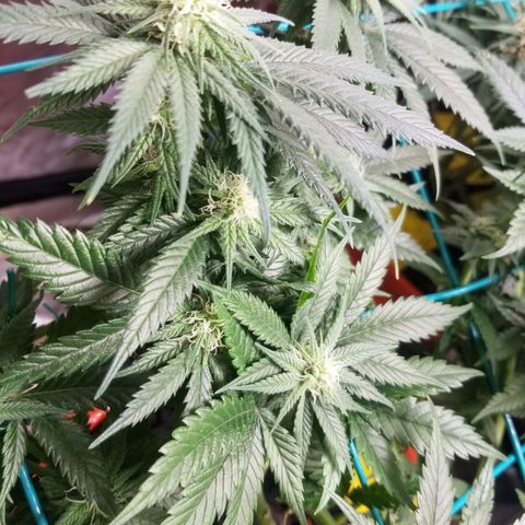 SMO3 growlog photo: neem oil and sticky traps working