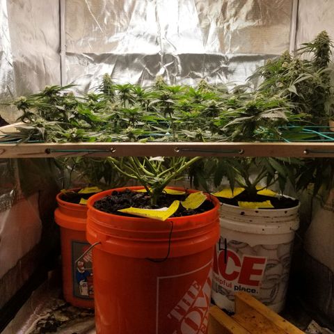 SMO3 growlog photo: neem oil and sticky traps working