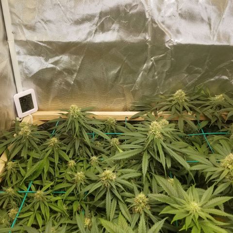 Unknown 1 growlog photo: neem oil and sticky traps working