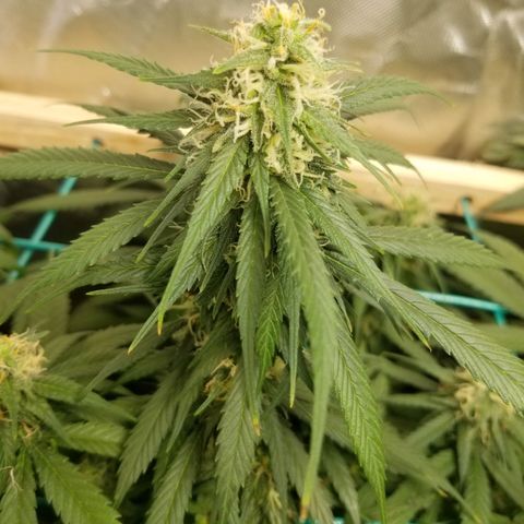 Unknown 1 growlog photo: neem oil and sticky traps working