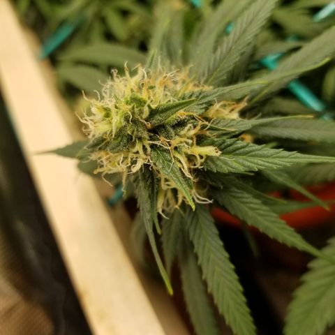 Unknown 1 growlog photo: neem oil and sticky traps working
