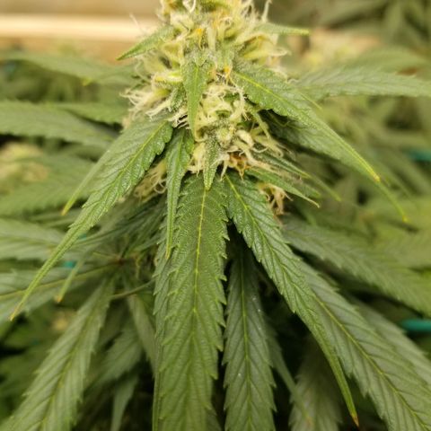 Unknown 1 growlog photo: neem oil and sticky traps working
