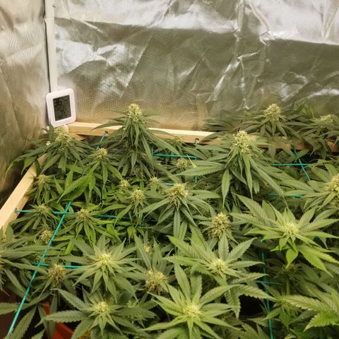 Unknown 1 growlog photo: neem oil and sticky traps working