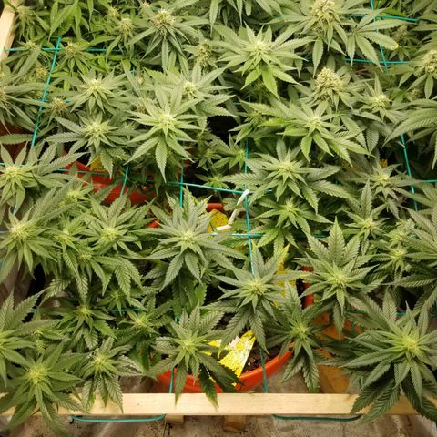 SMO3 growlog timeline photo