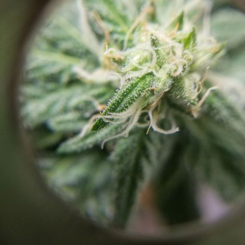 SMO3 growlog timeline photo