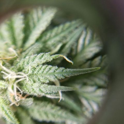 SMO3 growlog timeline photo