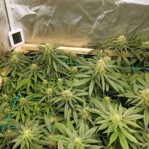 Unknown 1 growlog timeline photo