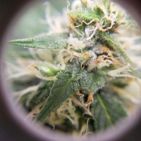 Unknown 1 growlog timeline photo