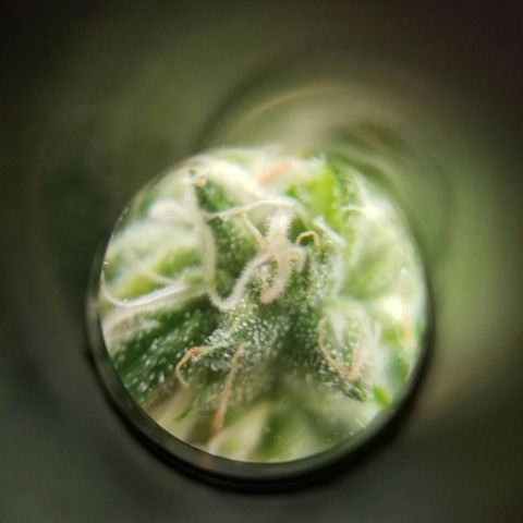 SMO3 growlog timeline photo