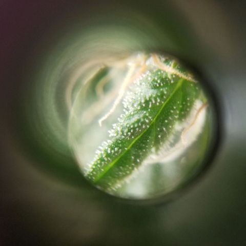 SMO3 growlog timeline photo