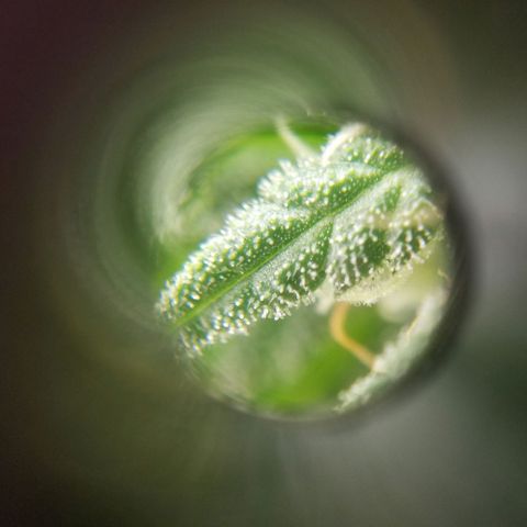 SMO3 growlog timeline photo