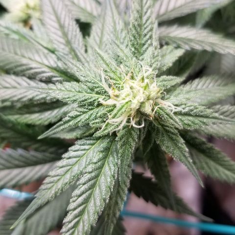 SMO3 growlog timeline photo