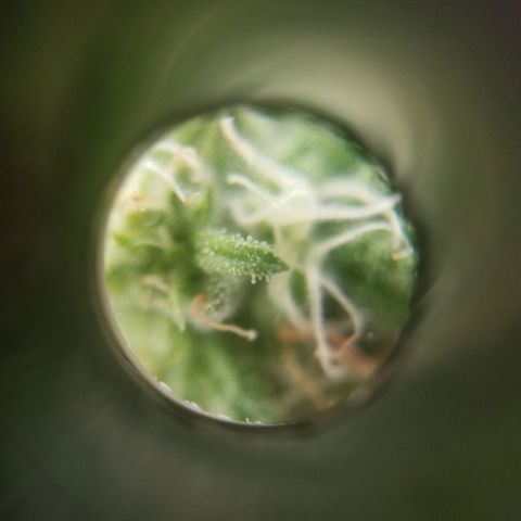 SMO3 growlog timeline photo