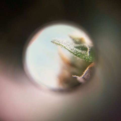 Unknown 1 growlog timeline photo