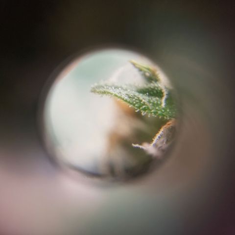 Unknown 1 growlog timeline photo