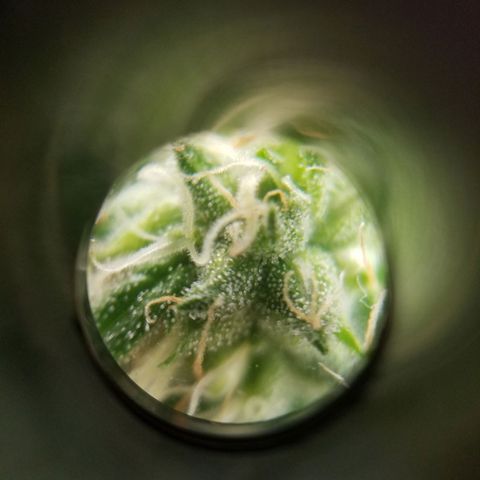 SMO3 growlog timeline photo