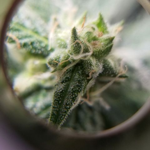 SMO3 growlog timeline photo