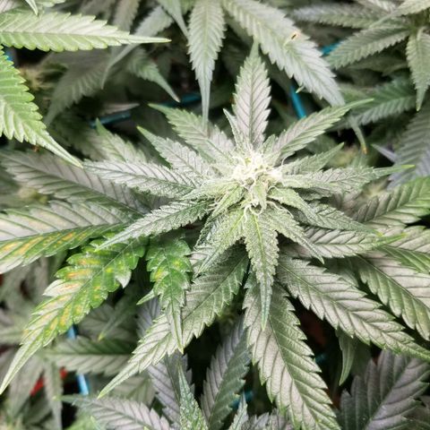 SMO3 growlog timeline photo