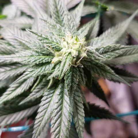 SMO3 growlog timeline photo