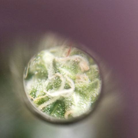 SMO3 growlog timeline photo