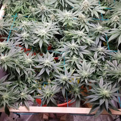 SMO3 growlog timeline photo
