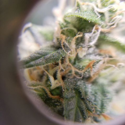Unknown 1 growlog timeline photo